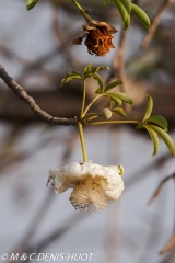 baobab