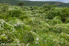 parc de Tsavo Est / Tsavo East national park