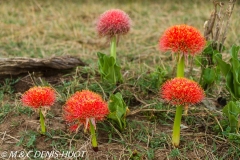 boule de feu / Haemanthus
