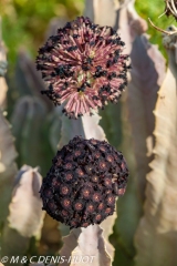 caralluma