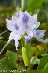 jacinthe d'eau / water hyacinth