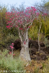 Adenium obesum