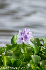 jacinthe d'eau / water hyacinth