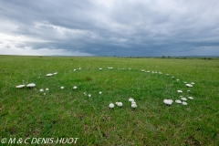 champignon / mushroom