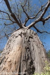 baobab