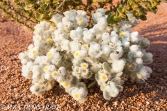 Helichrysum