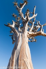 arbre à carquois / quiver tree