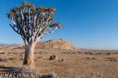 désert de Namib / Namib desert