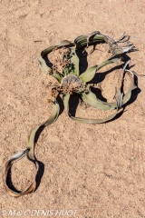 welwitschia mirabilis