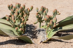 welwitschia mirabilis