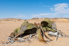 welwitschia mirabilis