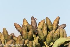 welwitschia mirabilis