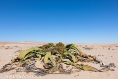 welwitschia mirabilis