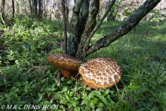 champignon / mushroom