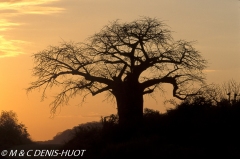 baobab