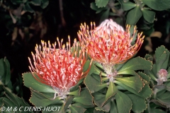 Protea