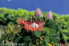 Protea