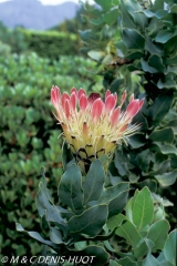 Protea