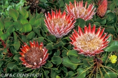 Protea