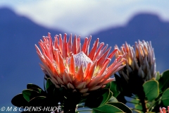 Protea