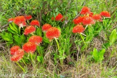 boule de feu / Haemanthus