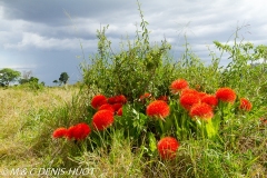 boule de feu / Haemanthus