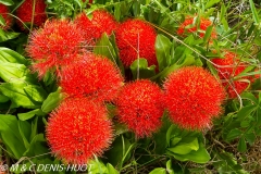 boule de feu / Haemanthus