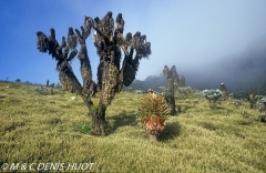 Ruwenzori