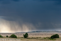 migration des gnous / wildebeest migration