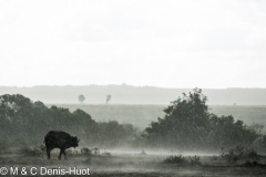 buffle d'Afrique / african buffalo