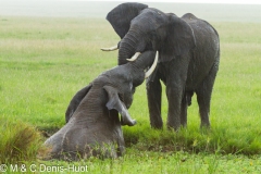 éléphant d'Afrique / african elephant