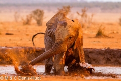 éléphant d'Afrique / african elephant