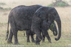 éléphant d'Afrique / african elephant