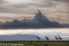 girafe Masai / Masai giraffe