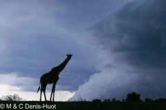 girafe Masai / Masai giraffe