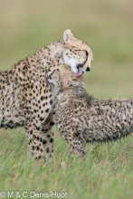 Cheetah female and cubs