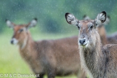 cobe defassa / waterbuck