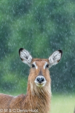 cobe defassa / waterbuck