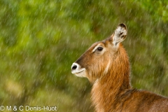 cobe defassa / waterbuck