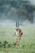 gazelle de Thomson / Thomson's gazelle