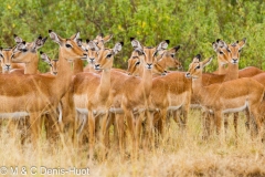 impala