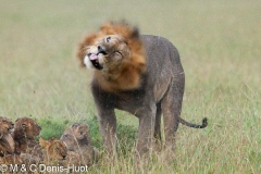 lion