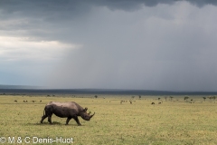 rhinocéros noir / black rhino