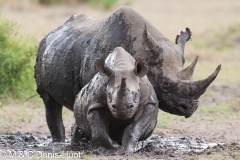 rhinocéros noir / black rhino