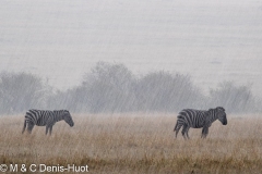 zèbre de Grant / Grant's zebra