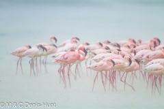 flamant nain / lesser flamingo