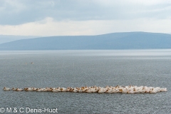 pélican blanc / white pelican