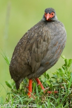 francolin / spurfowl