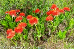 boule de feu / Haemanthus