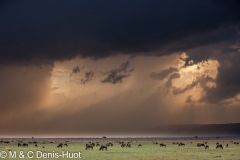 migration des gnous / wildebeest migration